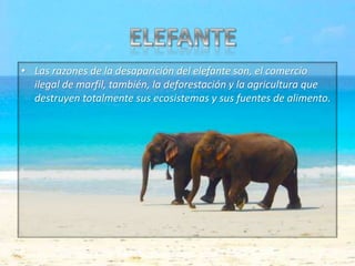 • Las razones de la desaparición del elefante son, el comercio
ilegal de marfil, también, la deforestación y la agricultura que
destruyen totalmente sus ecosistemas y sus fuentes de alimento.

 