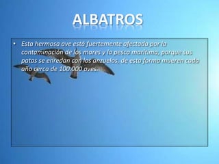 • Esta hermosa ave está fuertemente afectada por la
contaminación de los mares y la pesca marítima, porque sus
patas se enredan con los anzuelos, de esta forma mueren cada
año cerca de 100.000 aves.

 
