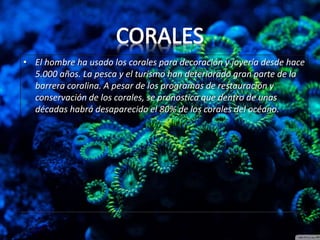 • El hombre ha usado los corales para decoración y joyería desde hace
5.000 años. La pesca y el turismo han deteriorado gran parte de la
barrera coralina. A pesar de los programas de restauración y
conservación de los corales, se pronostica que dentro de unas
décadas habrá desaparecido el 80% de los corales del océano.

 