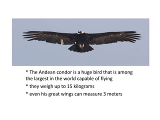 * The Andean condor is a huge bird that is among
the largest in the world capable of flying
* they weigh up to 15 kilograms
* even his great wings can measure 3 meters
 