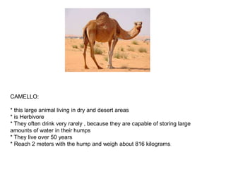 CAMELLO:
* this large animal living in dry and desert areas
* is Herbivore
* They often drink very rarely , because they are capable of storing large
amounts of water in their humps
* They live over 50 years
* Reach 2 meters with the hump and weigh about 816 kilograms.
 