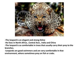 -The leopard is an elegant and strong feline
-He lives in North Africa , Central Asia , India and China
-The leopard is so comfortable in trees that usually carry their prey to the
branches.
-Leopards are good swimmers and are very comfortable in that
environment, where sometimes prey on fish or crabs.
 