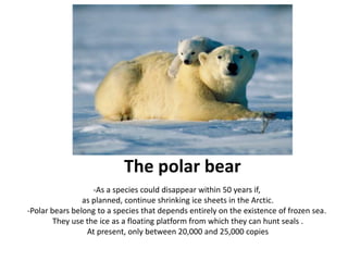The polar bear
-As a species could disappear within 50 years if,
as planned, continue shrinking ice sheets in the Arctic.
-Polar bears belong to a species that depends entirely on the existence of frozen sea.
They use the ice as a floating platform from which they can hunt seals .
At present, only between 20,000 and 25,000 copies
 