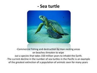 - Sea turtle
-Commercial fishing and destruction by man nesting areas
on beaches threaten to wipe
out a species that takes 150 million years to inhabit the Earth.
The current decline in the number of sea turtles in the Pacific is an example
of the greatest extinction of a population of animals seen for many years
 