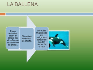 LA BALLENA



    Estos                      Las rutas
  animales                    migratorias
  están en                         son
                El cambio
 peligro por                  peligrosas
                 climático
el trafico de                 porque se
                las afecta.
su carne de                     pueden
 su grasa .                   perder de
                                 la ruta
 