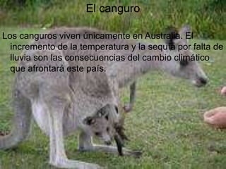 El canguro

Los canguros viven únicamente en Australia. El
  incremento de la temperatura y la sequía por falta de
  lluvia son las consecuencias del cambio climático
  que afrontará este país.
 