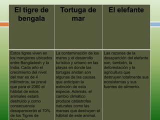 El tigre de              Tortuga de                  El elefante
   bengala                    mar



Estos tigres viven en    La contaminación de los     Las razones de la
los manglares ubicados   mares y el desarrollo       desaparición del elefante
entre Bangladesh y la    turístico y urbano en las   son, también, la
India. Cada año el       playas en donde las         deforestación y la
crecimiento del nivel    tortugas anidan son         agricultura que
del mar es de 4          algunas de las causas       destruyen totalmente sus
milímetros, se prevé     que anticipan la            ecosistemas y sus
que para el 2060 el      extinción de esta           fuentes de alimento.
hábitat de estos         especie. Además, el
animales estará          cambio climático
destruido y como         produce catástrofes
consecuencia             naturales como las
desaparecerán el 70%     mareas que destruyen el
de los Tigres de         hábitat de este animal.
 