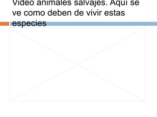 Video animales salvajes. Aquí se
ve como deben de vivir estas
especies
 