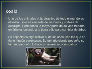 • Uno de los animales más atractivo de todo el mundo es
  el koala. sólo se alimenta de las hojas y corteza de
  eucalipto. Permanece la mayor parte de su vida trepado
  en árboles bajando a la tierra sólo para cambiar de árbol.

  Su aspecto es algo similar al de los osos, con los que no
  tiene ningún parentesco. Su tamaño siendo pequeño su
  tamaño pequeño lo hace un animal muy simpático.
 