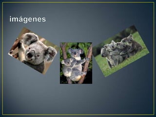 Animales en vida de extinción