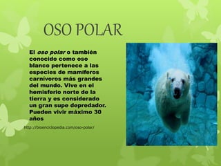OSO POLAR 
El oso polar o también 
conocido como oso 
blanco pertenece a las 
especies de mamíferos 
carnívoros más grandes 
del mundo. Vive en el 
hemisferio norte de la 
tierra y es considerado 
un gran supe depredador. 
Pueden vivir máximo 30 
años 
http://bioenciclopedia.com/oso-polar/ 
 
