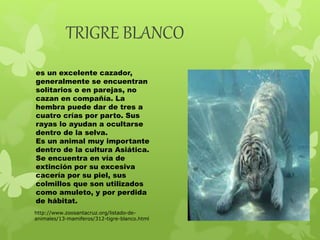 TRIGRE BLANCO 
es un excelente cazador, 
generalmente se encuentran 
solitarios o en parejas, no 
cazan en compañía. La 
hembra puede dar de tres a 
cuatro crías por parto. Sus 
rayas lo ayudan a ocultarse 
dentro de la selva. 
Es un animal muy importante 
dentro de la cultura Asiática. 
Se encuentra en vía de 
extinción por su excesiva 
cacería por su piel, sus 
colmillos que son utilizados 
como amuleto, y por perdida 
de hábitat. 
http://www.zoosantacruz.org/listado-de-animales/ 
13-mamiferos/312-tigre-blanco.html 
 