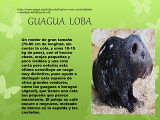 http://www.opepa.org/index.php?option=com_content&task 
=view&id=464&Itemid=29 
GUAGUA LOBA 
Un roedor de gran tamaño 
(70-80 cm de longitud, sin 
contar la cola, y unos 10-15 
kg de peso), con el hocico 
chato, orejas pequeñas y 
poco visibles y una cola 
corta pero notoria; esta 
última constituye un rasgo 
muy distintivo, pues ayuda a 
distinguir esta especie de 
otros grandes roedores, 
como las guaguas o borugos 
(Agouti), que tienen una cola 
tan pequeña que parece 
inexistente. El pelaje es café 
oscuro o negruzco, moteado 
de blanco en la espalda y los 
costados. 
 