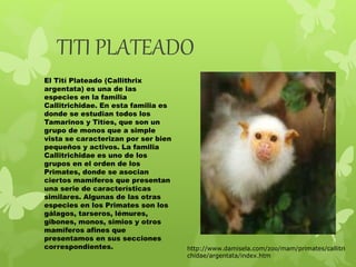 TITI PLATEADO 
El Tití Plateado (Callithrix 
argentata) es una de las 
especies en la familia 
Callitrichidae. En esta familia es 
donde se estudian todos los 
Tamarinos y Titíes, que son un 
grupo de monos que a simple 
vista se caracterizan por ser bien 
pequeños y activos. La familia 
Callitrichidae es uno de los 
grupos en el orden de los 
Primates, donde se asocian 
ciertos mamíferos que presentan 
una serie de características 
similares. Algunas de las otras 
especies en los Primates son los 
gálagos, tarseros, lémures, 
gibones, monos, simios y otros 
mamíferos afines que 
presentamos en sus secciones 
correspondientes. 
http://www.damisela.com/zoo/mam/primates/callitri 
chidae/argentata/index.htm 
 