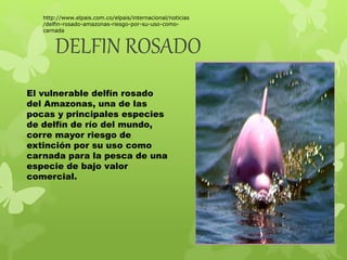 http://www.elpais.com.co/elpais/internacional/noticias 
/delfin-rosado-amazonas-riesgo-por-su-uso-como-carnada 
DELFIN ROSADO 
El vulnerable delfín rosado 
del Amazonas, una de las 
pocas y principales especies 
de delfín de río del mundo, 
corre mayor riesgo de 
extinción por su uso como 
carnada para la pesca de una 
especie de bajo valor 
comercial. 
 