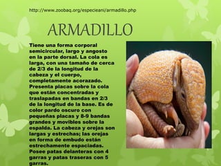 http://www.zoobaq.org/especieani/armadillo.php 
ARMADILLO 
Tiene una forma corporal 
semicircular, largo y angosto 
en la parte dorsal. La cola es 
larga, con una tamaño de cerca 
de 2/3 de la longitud de la 
cabeza y el cuerpo, 
completamente acorazado. 
Presenta placas sobre la cola 
que están concentradas y 
traslapadas en bandas en 2/3 
de la longitud de la base. Es de 
color pardo oscuro con 
pequeñas placas y 8-9 bandas 
grandes y movibles sobre la 
espalda. La cabeza y orejas son 
largas y estrechas; las orejas 
en forma de embudo están 
estrechamente espaciadas. 
Posee patas delanteras con 4 
garras y patas traseras con 5 
garras. 
 