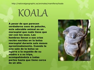 http://nationalgeographic.es/animales/mamiferos/koala 
KOALA 
A pesar de que parecen 
verdaderos osos de peluche, 
este adorable animal es un 
marsupial que nada tiene que 
ver con los osos. Las 
hembras llevan a sus crías 
recién nacidas en la bolsa 
marsupial durante seis meses 
aproximadamente. Cuando la 
cría sale de la bolsa se 
agarra a la espalda de su 
madre o a su tripa, 
acompañándola a todas 
partes hasta que tiene cerca 
de un año. 
 