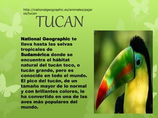 http://nationalgeographic.es/animales/pajar 
os/tucan 
TUCAN 
National Geographic te 
lleva hasta las selvas 
tropicales de 
Sudamérica donde se 
encuentra el hábitat 
natural del tucán toco, o 
tucán grande, pero es 
conocido en todo el mundo. 
El pico del tucán, de un 
tamaño mayor de lo normal 
y con brillantes colores, le 
ha convertido en una de las 
aves más populares del 
mundo. 
 