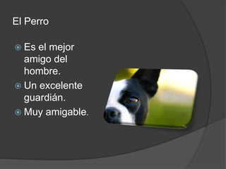 El Perro

 Es el mejor
  amigo del
  hombre.
 Un excelente
  guardián.
 Muy amigable.
 