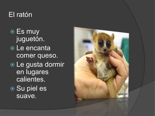 El ratón

 Es  muy
  juguetón.
 Le encanta
  comer queso.
 Le gusta dormir
  en lugares
  calientes.
 Su piel es
  suave.
 