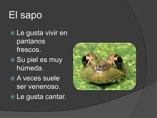 El sapo
 Le gusta vivir en
  pantanos
  frescos.
 Su piel es muy
  húmeda.
 A veces suele
  ser venenoso.
 Le gusta cantar.
 