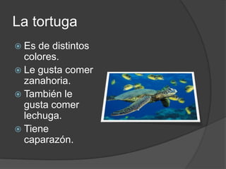 La tortuga
 Es de distintos
  colores.
 Le gusta comer
  zanahoria.
 También le
  gusta comer
  lechuga.
 Tiene
  caparazón.
 