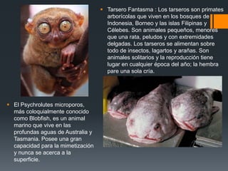  Tarsero Fantasma : Los tarseros son primates
arborícolas que viven en los bosques de
Indonesia, Borneo y las islas Filipinas y
Célebes. Son animales pequeños, menores
que una rata, peludos y con extremidades
delgadas. Los tarseros se alimentan sobre
todo de insectos, lagartos y arañas. Son
animales solitarios y la reproducción tiene
lugar en cualquier época del año; la hembra
pare una sola cría.
 El Psychrolutes microporos,
más coloquialmente conocido
como Blobfish, es un animal
marino que vive en las
profundas aguas de Australia y
Tasmania. Posee una gran
capacidad para la mimetización
y nunca se acerca a la
superficie.
 