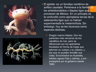  El ajolote: es un fenotipo neotérico de
anfibio caudado. Pertenece a la familia de
los ambistomátidos o tilapias tigre que
provienen de México. En un principio se
le confundió como ejemplares larvas de la
salamandra tigre que no habían
experimentado la metamorfosis. Sin
embargo, hoy se les reconoce como
especies distintas.
 Dragón marino foliado :Son los
parientes más cercanos de los
caballitos de mar, pero se
diferencian por los apéndices
lobulados en forma de hojas que
adornan su cuerpo y su cabeza, y
por que no pueden enrollar sus
colas. Encontrados en Australia,
habitan aguas frías y calmas, y son
protegidos por el gobierno desde
1982.
 