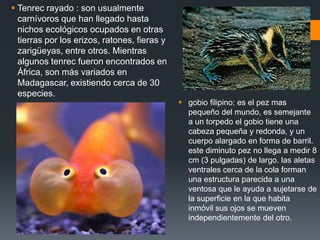  Tenrec rayado : son usualmente
carnívoros que han llegado hasta
nichos ecológicos ocupados en otras
tierras por los erizos, ratones, fieras y
zarigüeyas, entre otros. Mientras
algunos tenrec fueron encontrados en
África, son más variados en
Madagascar, existiendo cerca de 30
especies.
 gobio filipino: es el pez mas
pequeño del mundo, es semejante
a un torpedo el gobio tiene una
cabeza pequeña y redonda, y un
cuerpo alargado en forma de barril.
este diminuto pez no llega a medir 8
cm (3 pulgadas) de largo. las aletas
ventrales cerca de la cola forman
una estructura parecida a una
ventosa que le ayuda a sujetarse de
la superficie en la que habita
inmóvil sus ojos se mueven
independientemente del otro.
 