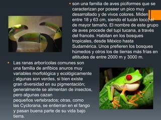  son una familia de aves piciformes que se
caracterizan por poseer un pico muy
desarrollado y de vivos colores. Miden
entre 18 y 63 cm, siendo el tucán toco) el
de mayor tamaño. El nombre de este grupo
de aves procede del tupi tucana, a través
del francés. Habitan en los bosques
tropicales, desde México hasta
Sudamérica. Unos prefieren los bosques
húmedos y otros los de tierras más frías en
altitudes de entre 2000 m y 3000 m.
 Las ranas arborícolas comunes son
una familia de anfibios anuros muy
variables morfológica y ecológicamente
; algunas son verdes, si bien existe
gran diversidad en su pigmentación;
generalmente se alimentan de insectos,
pero algunas cazan
pequeños vertebrados; otras, como
las Cyclorana, se entierran en el fango
y pasan buena parte de su vida bajo
tierra.
 
