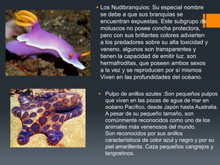  Los Nudibranquios: Su especial nombre
se debe a que sus branquias se
encuentran expuestas. Este subgrupo de
moluscos no posee concha protectora,
pero con sus brillantes colores advierten
a los predadores sobre su alta toxicidad y
veneno. algunos son transparentes y
tienen la capacidad de emitir luz. son
hermafroditas, que poseen ambos sexos
a la vez y se reproducen por sí mismos
Viven en las profundidades del océano.
 Pulpo de anillos azules :Son pequeños pulpos
que viven en las pozas de agua de mar en
océano Pacífico, desde Japón hasta Australia.
A pesar de su pequeño tamaño, son
comúnmente reconocidos como uno de los
animales más venenosos del mundo.
Son reconocidos por sus anillos
característicos de color azul y negro y por su
piel amarillenta. Caza pequeños cangrejos y
langostinos.
 