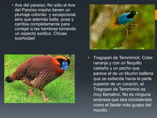  Ave del paraíso: No sólo el Ave
del Paraíso macho tienen un
plumaje colorido y excepcional,
sino que además baila, posa y
cambia completamente para
cortejar a las hembras tomando
un aspecto exótico. Chicas
suertudas!
 Tragopan de Temminick: Color
naranja y con un flequillo
castaño y un pecho que
parece el de un tiburón ballena
que se extiende hacia la parte
superior de un corazón, el
Tragopan de Temminick es
muy llamativo. No es ninguna
sorpresa que sea considerado
como el faisán más guapo del
mundo.
 