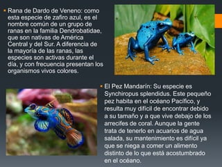  Rana de Dardo de Veneno: como
esta especie de zafiro azul, es el
nombre común de un grupo de
ranas en la familia Dendrobatidae,
que son nativas de América
Central y del Sur. A diferencia de
la mayoría de las ranas, las
especies son activas durante el
día, y con frecuencia presentan los
organismos vivos colores.
 El Pez Mandarín: Su especie es
Synchiropus splendidus. Este pequeño
pez habita en el océano Pacífico, y
resulta muy difícil de encontrar debido
a su tamaño y a que vive debajo de los
arrecifes de coral. Aunque la gente
trata de tenerlo en acuarios de agua
salada, su mantenimiento es difícil ya
que se niega a comer un alimento
distinto de lo que está acostumbrado
en el océano.
 