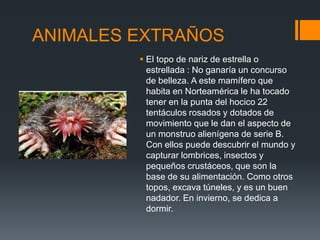 ANIMALES EXTRAÑOS
 El topo de nariz de estrella o
estrellada : No ganaría un concurso
de belleza. A este mamífero que
habita en Norteamérica le ha tocado
tener en la punta del hocico 22
tentáculos rosados y dotados de
movimiento que le dan el aspecto de
un monstruo alienígena de serie B.
Con ellos puede descubrir el mundo y
capturar lombrices, insectos y
pequeños crustáceos, que son la
base de su alimentación. Como otros
topos, excava túneles, y es un buen
nadador. En invierno, se dedica a
dormir.
 