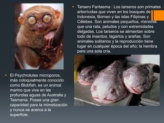  Tarsero Fantasma : Los tarseros son primates
arborícolas que viven en los bosques de
Indonesia, Borneo y las islas Filip...