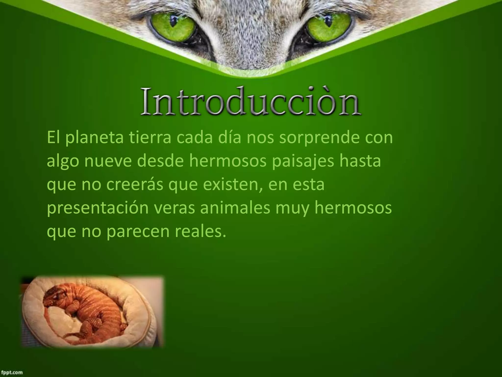 N Raro Animales exoticos raros | PPT