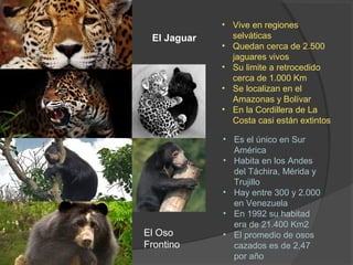 El Jaguar
• Vive en regiones
selváticas
• Quedan cerca de 2.500
jaguares vivos
• Su limite a retrocedido
cerca de 1.000 Km
• Se localizan en el
Amazonas y Bolívar
• En la Cordillera de La
Costa casi están extintos
El Oso
Frontino
• Es el único en Sur
América
• Habita en los Andes
del Táchira, Mérida y
Trujillo
• Hay entre 300 y 2.000
en Venezuela
• En 1992 su habitad
era de 21.400 Km2
• El promedio de osos
cazados es de 2,47
por año
 
