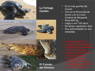 La Tortuga
Cardón
El Caimán
del Orinoco
• Es la mas grande del
mundo
• Vive en la Península de
Sucre y en la Línea
Costera de Margarita
• Pesa 600 Kg
• Llega a vivir 100 años
• No tienen caparazón duro
• Sus extremidades no son
retráctiles
• Esta restringido en 15
subpoblaciones dispersas
• Quedan aproximadamente
1.000 en Venezuela
• Al final de los años 20 se
inicio la explotación
comercial de su piel
• A mediados de los años
30 se vendían entre 3.000
y 4.000 pieles diarias
 