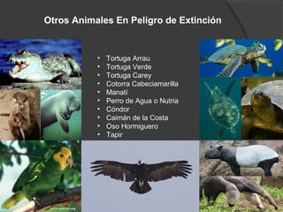 Otros Animales En Peligro de Extinción
• Tortuga Arrau
• Tortuga Verde
• Tortuga Carey
• Cotorra Cabeciamarilla
• Manatí
• Perro de Agua o Nutria
• Cóndor
• Caimán de la Costa
• Oso Hormiguero
• Tapir
 