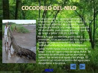 Es una especie de saurópsido (reptil)
 crocodilio de la familia Crocodylidae. Es una
 de las tres especies de cocodrilos que
 habitan en África, y la segunda en tamaño
 en el mundo, pues puede alcanzar los 6 m
 de largo y pesar más de 1.000 kg.
Pese a lo que su nombre podría dar a
 entender, no es exclusivo del Nilo, sino que
 habita en prácticamente toda África
 subsahariana y en la isla de Madagascar.
Puede medir hasta cinco o seis metros de
 largo. Vive en lagos y ríos de agua dulce. Se
 alimenta de animales que se acercan a
 beber; los arrastra al agua y los ahoga. El
 cocodrilo se retuerce dentro del agua para
 despedazar a su presa.

      INICIO
 