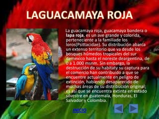 La guacamaya roja, guacamaya bandera o
lapa roja, es un ave grande y colorida,
perteneciente a la familiade los
loros(Psittacidae). Su distribución abarca
un extenso territorio que va desde los
bosques húmedos tropicales del sur
demexico hasta el noreste deargentina, de
0 a 1.000 msnm. Sin embargo, la
destrucción de su habitaty su captura para
el comercio han contribuido a que se
encuentre actualmente en peligro de
extinción, habiendo desaparecido de
muchas áreas de su distribución original;
es así que se encuentra extinta en estado
silvestre en guatemala, Honduras, El
Salvador y Colombia.

   INICIO
 