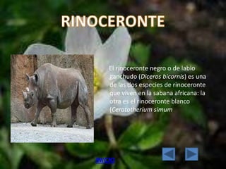 El rinoceronte negro o de labio
    ganchudo (Diceros bicornis) es una
    de las dos especies de rinoceronte
    que viven en la sabana africana: la
    otra es el rinoceronte blanco
    (Ceratotherium simum




INICIO
 
