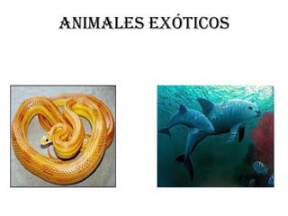 Animales exóticos
 