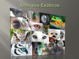 Animales exóticos