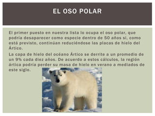El primer puesto en nuestra lista lo ocupa el oso polar, que
podría desaparecer como especie dentro de 50 años si, como
está previsto, continúan reduciéndose las placas de hielo del
Ártico.
La capa de hielo del océano Ártico se derrite a un promedio de
un 9% cada diez años. De acuerdo a estos cálculos, la región
ártica podría perder su masa de hielo en verano a mediados de
este siglo.
EL OSO POLAR
 