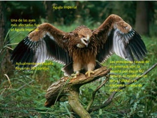 Una de las aves
más afectadas fue
el Águila Imperial
Las principales causas de
su amenaza son: la
muerte por causa NO
natural, la modificación
de su hábitat y la
creciente escasez de
conejos
Actualmente en España
hay unas 250 parejas
Águila Imperial
 