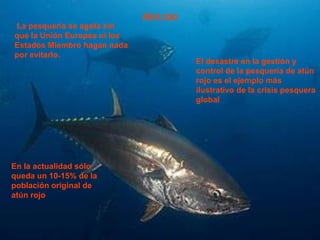 Atún rojo
La pesquería se agota sin
que la Unión Europea ni los
Estados Miembro hagan nada
por evitarlo.
El desastre en la gestión y
control de la pesquería de atún
rojo es el ejemplo más
ilustrativo de la crisis pesquera
global
En la actualidad sólo
queda un 10-15% de la
población original de
atún rojo
 