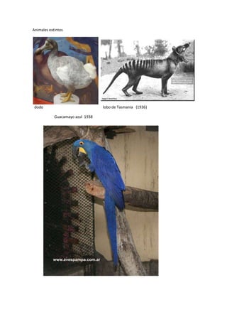 Animales extintos<br />right3949703644903268980  dodo                                                               lobo de Tasmania   (1936)     <br />                       Guacamayo azul  1938  <br />cuaga  1883<br />26835103780790<br /> <br />carpintero imperial  1957<br />                                                                                                  gran alca <br />