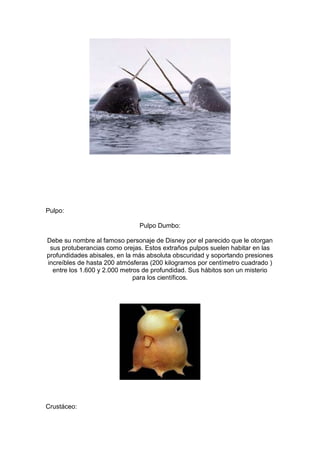 Pulpo:

                               Pulpo Dumbo:

Debe su nombre al famoso personaje de Disney por el parecido que le otorgan
 sus protuberancias como orejas. Estos extraños pulpos suelen habitar en las
profundidades abisales, en la más absoluta obscuridad y soportando presiones
increíbles de hasta 200 atmósferas (200 kilogramos por centímetro cuadrado )
  entre los 1.600 y 2.000 metros de profundidad. Sus hábitos son un misterio
                              para los científicos.




Crustáceo:
 