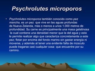 Psychrolutes microporos
• Psychrolutes microporos también conocido como pez
  mancha, es un pez que vive en las aguas profundas
  de Nueva Zelanda, más o menos a unos 1.000 metros de
  profundidad. Su carne es principalmente una masa gelatinosa
   la cual contiene una densidad menor que la del agua y esto
  le permite realizar algo que caracteriza concretamente a este
  pez; flotar por encima del fondo marino sin gastar energía ni
  moverse, y además al tener una evidente falta de músculo
  puede tragarse casi cualquier cosa que encuentre por su
  camino.
 